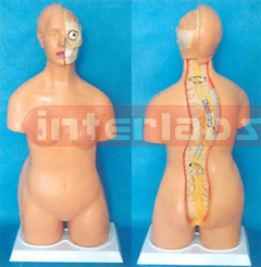 85 CM TALL EURO-TYPE S VERTEBRAL COLUMN TORSO MODEL